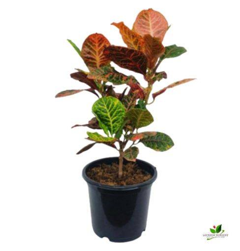 Croton Variegatum Plant - with 8 inch Pot