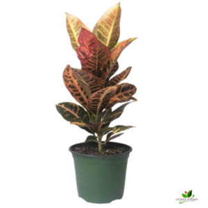 Croton Variegatum Plant – with 6 inch Pot