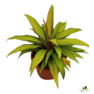 Dracaena Golden Kiwi Plant – With Pot