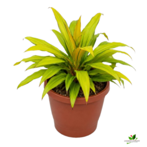 Dracaena Golden Kiwi Plant – With Pot