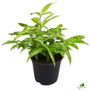 Dracaena Golden Milky Plant – With Pot