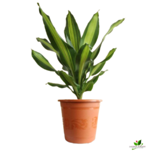 Dracaena Rikki Plant – With Pot
