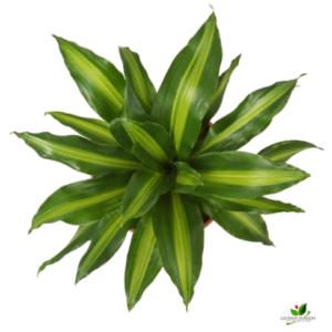 Dracaena Rikki Plant – With Pot