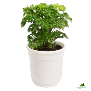 Golden Aralia Plant – with white Pot