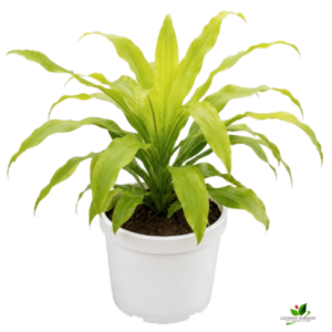 Golden Dracaena Plant – With White Pot