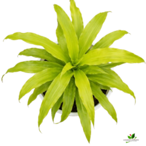Golden Dracaena Plant – With White Pot