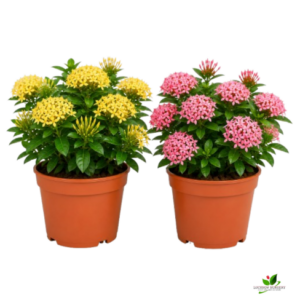 Ixora (Yellow, Pink) Flower plant Combo Pack of 2 – with Pot