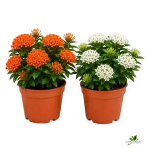 Ixora (Orange, White) Flower plant Combo Pack of 2 – with Pot
