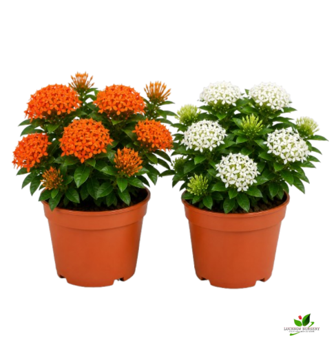 Ixora (Orange, White) Flower plant Combo Pack of 2 - with Pot