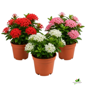 Ixora (Red, White, Pink) Flower plant Combo Pack of 3 – with Pot