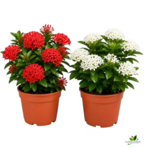 Ixora (Red, White) Flower plant Combo Pack of 2 – with Pot