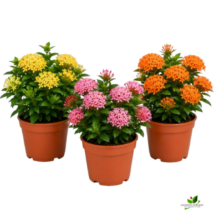 Ixora (Pink, Yellow, Orange) Flower plant Combo Pack of 3 – with Pot