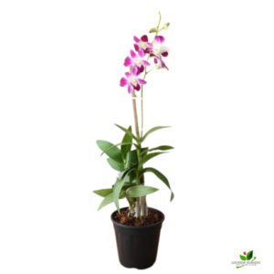 Dendrobium Orchid Plant – With Pot