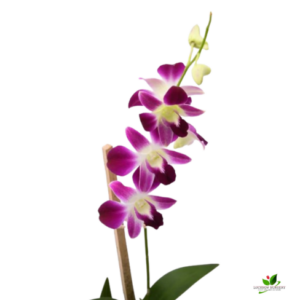 Dendrobium Orchid Plant – With Pot