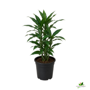 Song Of India (Dracaena Reflexa) Green – With 6 inch Pot