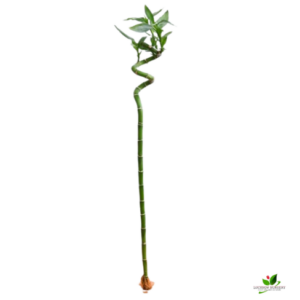 90 cm Spiral Stick Lucky Bamboo Plant – (Pack of 3)