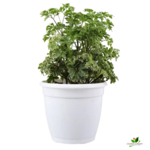 Variegated Parsley Aralia Plant – with white Pot