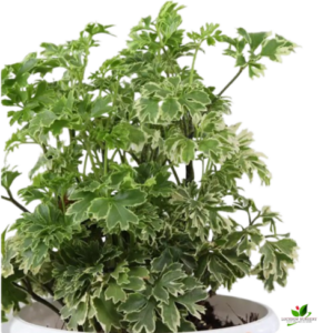 Variegated Parsley Aralia Plant – with white Pot