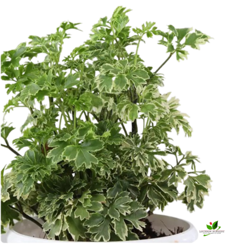 Variegated Parsley Aralia Plant - with white Pot - Image 2