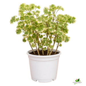 Variegated Aralia Plant – with white Pot