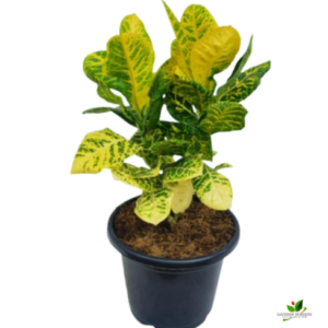 Croton Petra (Yellow) Plant – with 10 inch Pot