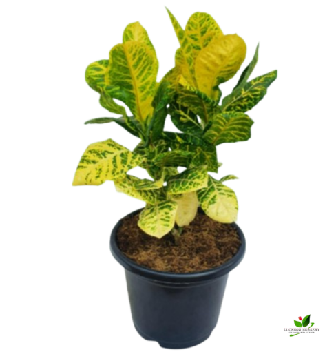 Croton Petra (Yellow) Plant - with 10 inch Pot